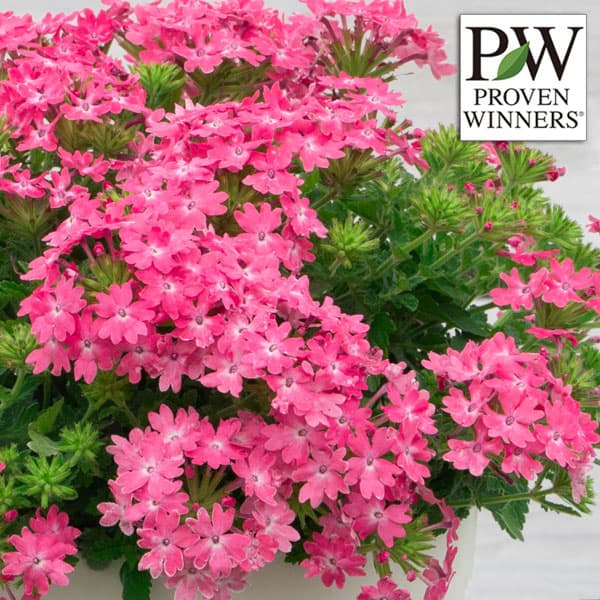 草花の苗/[25年2月中下旬予約]バーベナ：スーパーべナシュガーピンク3号ポットのサムネイル