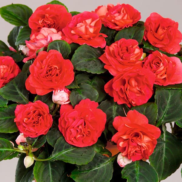 草花の苗/[26年4月下旬予約]インパチェンス：シルエット レッド3.5号ポット