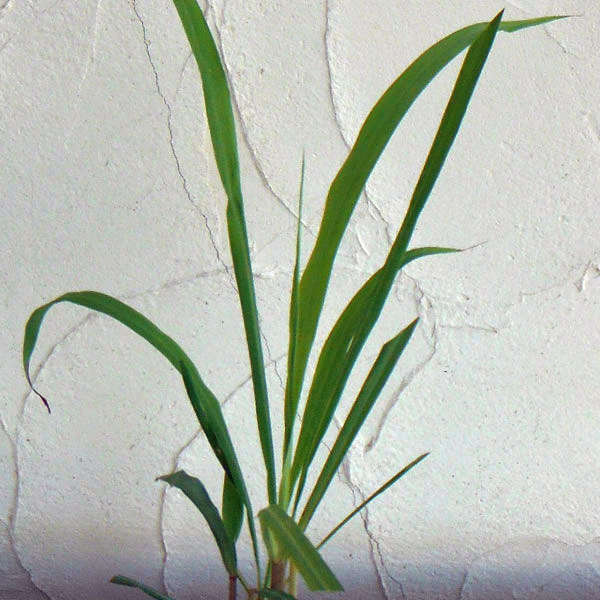 ハーブの苗/[26年3月中下旬予約...