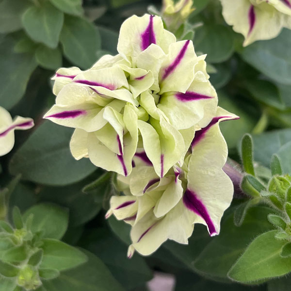 楽天市場】ピスタチオ の 苗の通販