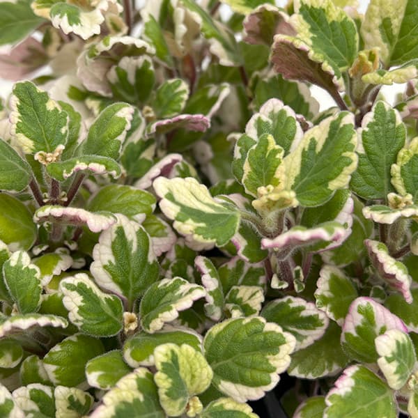 草花の苗/[26年3月中下旬予約]アロマティカス：ミントリーフ（斑入り） 3号ポット