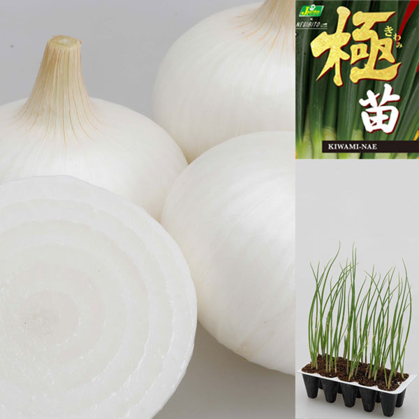 早生種・生食向きタマネギ カネコ種苗野菜の苗/[26年10月中下旬予約]玉ねぎプラグ苗：極苗：白玉ねぎ サラダ向き 超サラダ 10セル（15本前後）驚きの活着力！カネコ種苗（株）とねぎびとカンパニー（株）が共同開発した、今までの常識を覆す玉ネギ苗です。水切り技術を用いたプラグ苗で驚きの活着力を実現。束苗に比べ根つきが抜群によいので、圧倒的に収穫率が高くなります。目指したのは「植えたら100％失敗しない」苗。ご購入後日数が経ってからでも植えられます。束苗を買って植え付け前に枯らして失敗した、という方にもおすすめです。※極苗植え付けの注意1つのセルから2本の苗が出ているものは、そのまま植えても2玉出来上がります（収穫サイズに多少のばらつきがありが出ます）。1本1本にばらして植える場合は、根を切らないように注意して下さい。超サラダ（早生タイプ）（ホワイトベアー）・辛みが少なくジューシーで食味良好。関東以西で栽培可能なサラダ（生食）向き玉ねぎ。外皮も果肉も透き通るような白さです。・早生タイプでありながら、スワローが栽培できる環境で栽培が可能です。※収穫サイズは栽培管理・環境によって異なります。科名：ユリ科植え付け適期：10月中旬-収穫: 5月上旬-6月上旬 日照：日向むき ※根雪の残る地域での栽培はお控え下さい。 栽培方法：土作りとして、苗の植付け2週間前に苦土石灰を1平米に150g、1週間前に1平米に堆肥3L、有機化成100gを施します。植付け場所は日当たりが良く、排水性と保水性のある土を好みます。定植はうね幅50cm、苗の株間を約15cmで植え付けます。苗の白い部分が少し埋まるくらいに差し込むようにして植え付けます。定植してから約3週間後に化成肥料を与えます。また、生育が盛んになる3月上旬頃に化成肥料を与えます。（この時に中耕、土寄せを）冬の間はワラやモミガラでマルチングをして乾燥しないようにするとよいでしょう。また、根元を踏むことで、霜柱によって苗が持ち上げられる被害も防げます。葉が黄色くなり倒れてきたら収穫の目安です。■10月中旬〜10月下旬頃のお届けの予約販売です。・出荷開始予定：2026年10月中旬〜・注文締切日：2026年10月12日（月）午前7時まで・「10月中下旬予約」カテゴリ以外の商品とはご一緒にご注文いただけません。（商品名の頭に「[26年10月中下旬予約]」が付いている商品となります）・ご注文同士をおまとめすることはできません。送料はそれぞれにかかります。・お届け日のご案内は2026年10月13日（火）以降にメールにてお知らせします。お届け日指定はお受けできませんが、曜日や時間帯のご指定は承ります。（受信できるアドレスにてご注文お願いします。）・品種・作柄によりお届け時期が変更になったり、お届けできなくなる場合がございます。