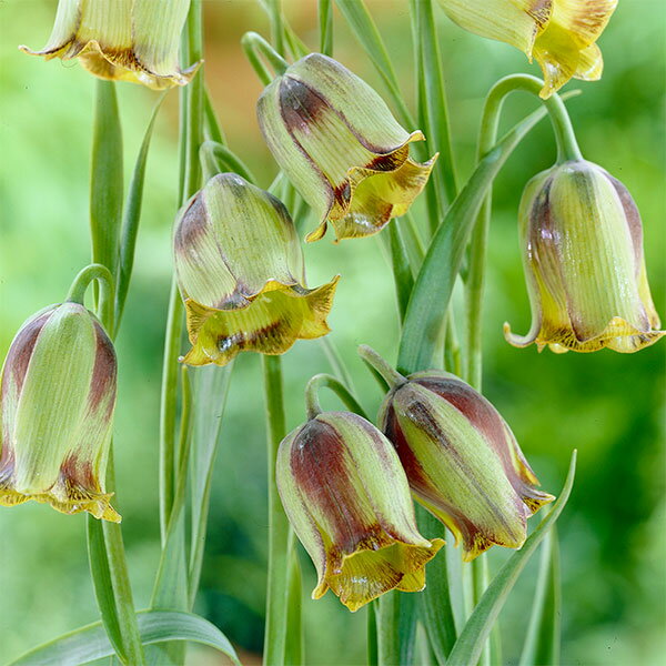 球根/[25年9月中下旬予約]フリ...