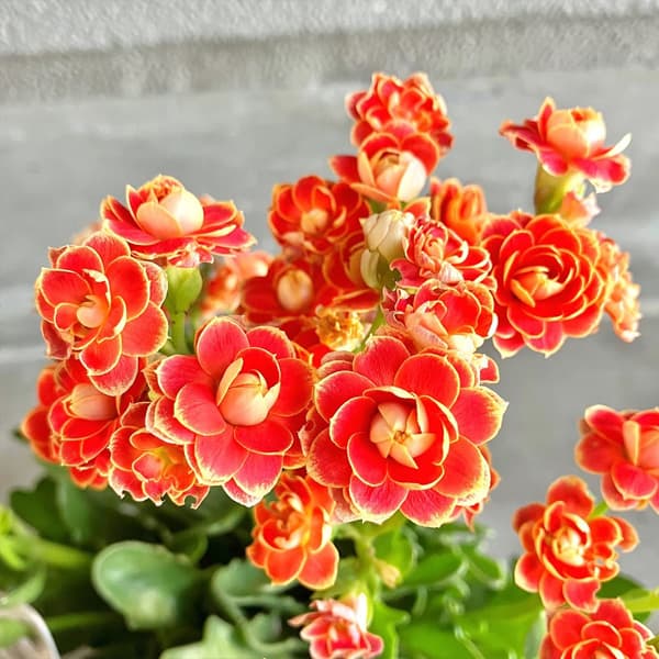 [25年9月中下旬予約]カランコエ...