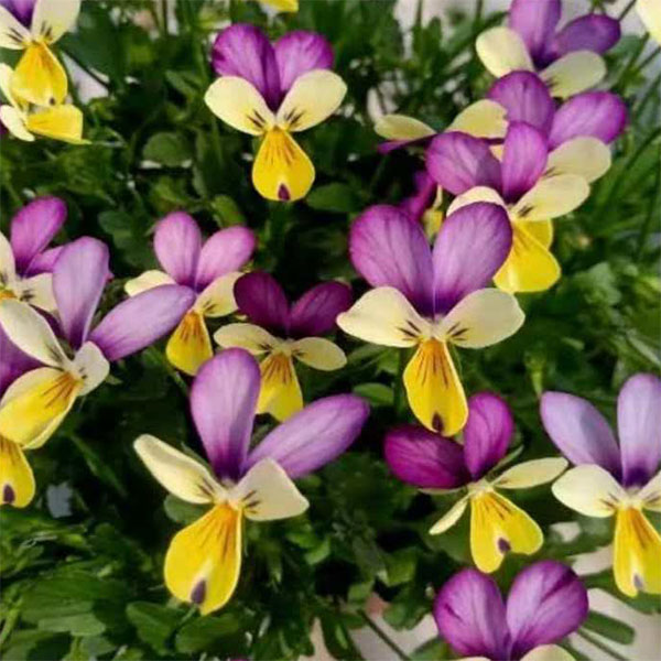 草花の苗/[25年11月中下旬予約]見元園芸さんのビオラ：草原のミルティーユ3-3.5号ポットのサムネイル