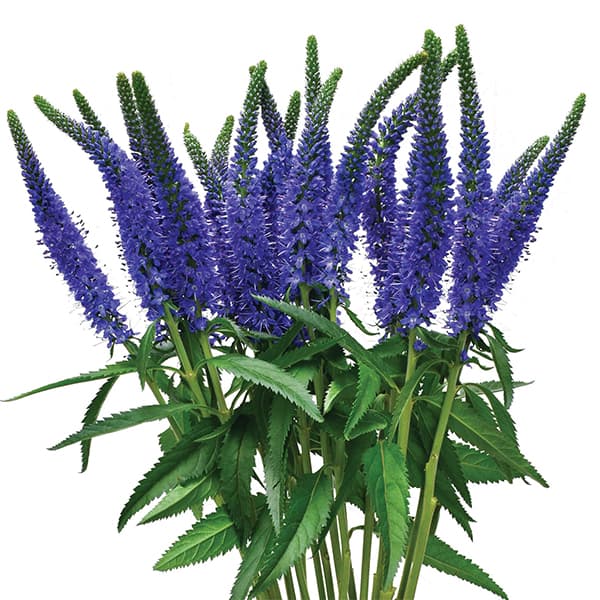 草花の苗/[26年3月中下旬予約]...