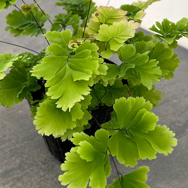 観葉植物/[26年3月中下旬予約]アジアンタム：バイカラー 3号ポット...