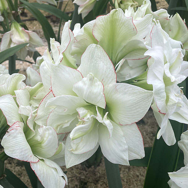 水やり不要！そのまま開花する室内用アマリリス球根/[26年12月上中旬予約]アマリリス：マジックアマリリス・ブラックレーベル スノードリームオランダで話題のアマリリス栽培キット・アマラン（Amaranth)。オランダのアマリリスの生産者が、球根のままで丈夫に開花する品種を厳選し、水やり一切不要で室内で栽培できるよう開発したアマリリスの栽培キットです。容器にアマリリスの球根が入っています。そのまま室内の明るい場所において管理するだけで、徐々に芽が出て成長し、美しい大輪のアマリリスが花茎が短くバランスの良い状態で開花します。つるして栽培してもOK。植え付け・水やり・肥料などの手間は一切かからず、成長を見守るだけ。ギフトにもおすすめです。タイプヒガンバナ科の半耐寒性球根植物栽培適期冬開花冬〜春（発芽から6〜7週間後）草丈30cm生産地オランダ栽培方法：暖かく明るい室内で栽培してください。秋〜初春は、光がよく当たる窓辺が良いでしょう。なるべく日中の気温20度以上を保ちます。10度を下回ると球根が傷むのでご注意ください。開花まで水やりや肥料は不要です。栽培開始から2〜3週間で芽が出ます。開花は発芽から6〜7週間後で、開花期間は10日〜2週間です。1球あたり1〜2本の花芽が出ます。開花終了後に土に植えると翌シーズンも花を楽しめる可能性があります（翌年は開花を休み、2年目からまた咲く場合もあります）。※写真はイメージです。★容器が変更になることがございます。予めご承知おきください★※球根の表皮が剥けていたり、細かな傷がある場合がございます。生育には支障ありません。■12月上旬〜12月中旬頃のお届けの予約販売です。・出荷開始予定：2026年12月上旬〜・注文締切日：2026年12月1日（火）午前7時まで・「12月上中旬予約」カテゴリ以外の商品とはご一緒にご注文いただけません。（商品名の頭に「[26年12月上中旬予約]」が付いている商品となります）・ご注文同士をおまとめすることはできません。送料はそれぞれにかかります。・お届け日のご案内は2026年12月2（水）以降にメールにてお知らせします。お届け日指定はお受けできませんが、曜日や時間帯のご指定は承ります。（受信できるアドレスにてご注文お願いします。）・品種・作柄によりお届け時期が変更になったり、お届けできなくなる場合がございます。[26年12月上中旬予約]アマリリス：マジックアマリリス・ブラックレーベル スノードリームの栽培ガイド秋植え球根のダブルデッカー植え球根の植付け秋植え球根