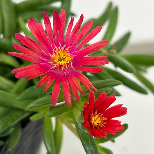 草花の苗/[26年3月中下旬予約]マツバギク：おひさま花火 リド オレンジピンクアイ3号ポット