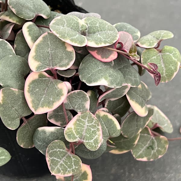 楽天市場】ハートカズラ 苗の通販