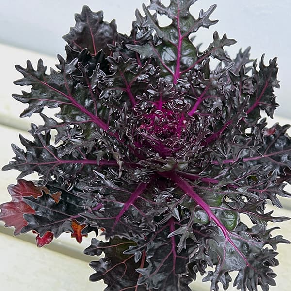 葉牡丹 光子ブラックスワンの商品画像