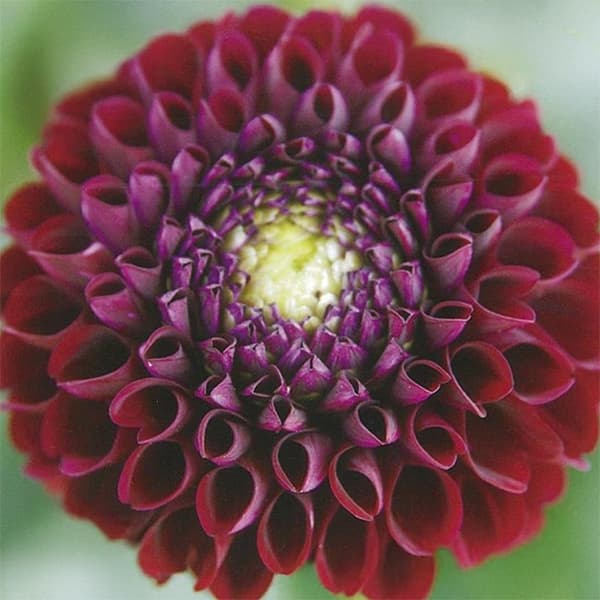 球根/[26年3月中下旬予約]ダリア：ナタール 1球