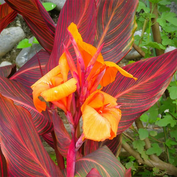 球根/[25年4月下旬予約]カンナ：ダーバン 1球入りのサムネイル