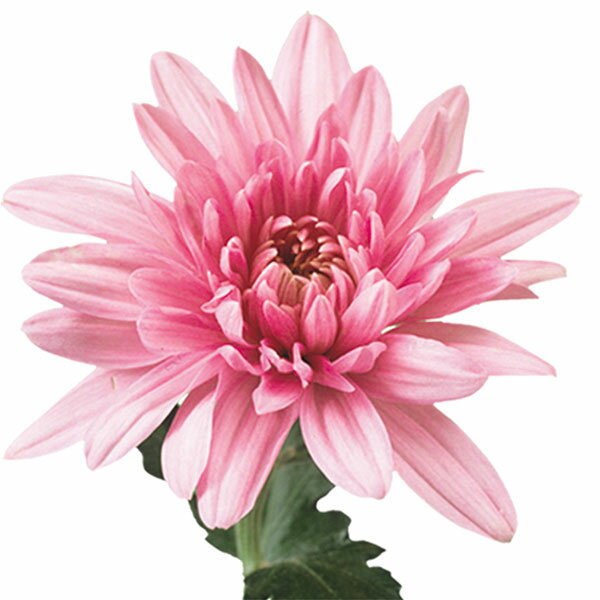 楽天市場】菊（花の苗物｜苗物）：ガーデニング・農業<花・ガーデン