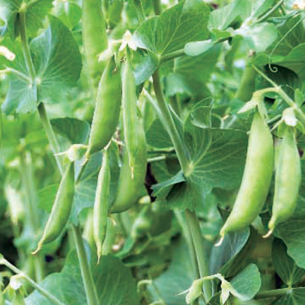 野菜の苗/[26年3月中下旬予約]春植えエンドウ すずなり肉厚スナップfast3号ポット