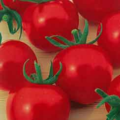 野菜の苗/[26年4月上旬予約]トマト（中玉）：シンディースイート(R)自根苗3号ポット