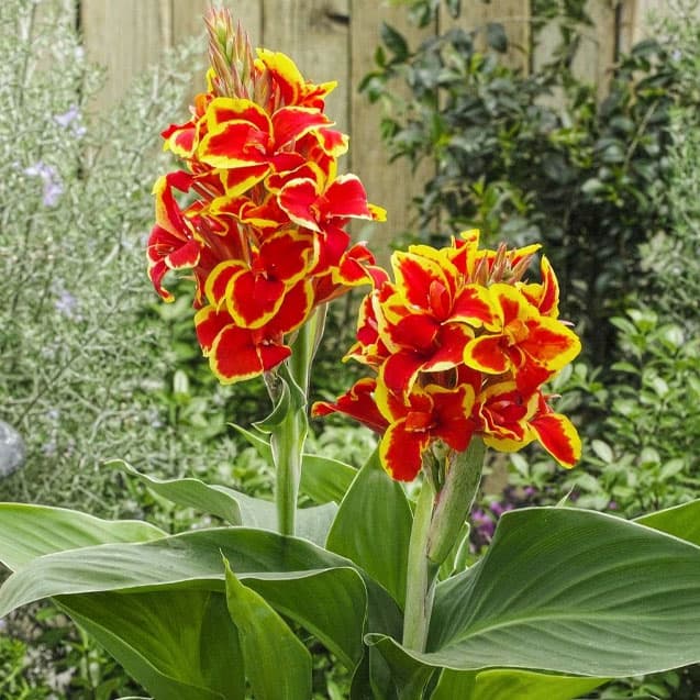 楽天市場】カンナ の 花の通販