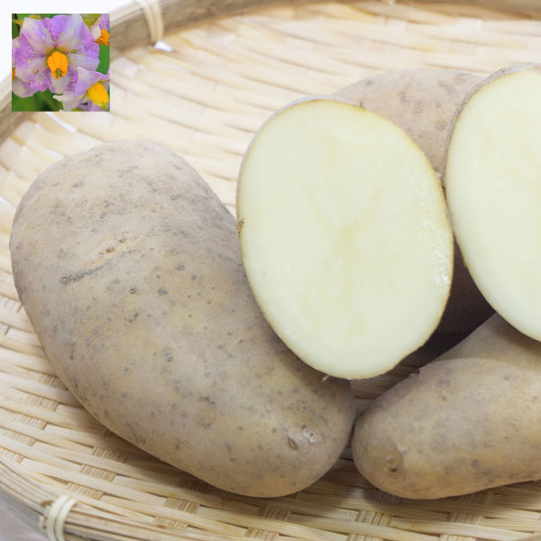 野菜の苗/[26年1月中下旬予約]ジャガイモの種いも：メークイン（青森県産）10kg（L-S）サイズ混玉