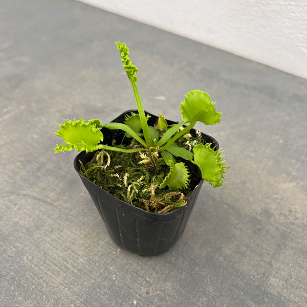 観葉植物/[26年4月上旬予約]ハエトリソウ（ディオネア）：ダンプリング3.5号鉢入り