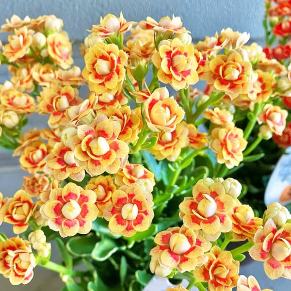 [25年9月中下旬予約]カランコエ...