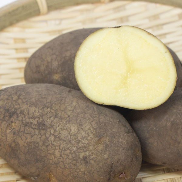 野菜の苗/[26年1月中下旬予約]ジャガイモの種いも：ホッカイコガネ500g