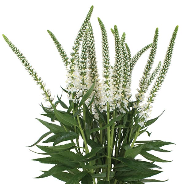 草花の苗/[26年3月中下旬予約]...