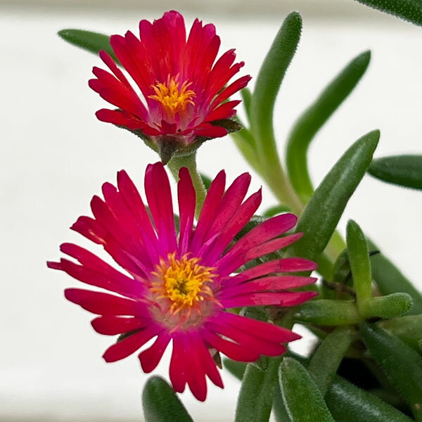 草花の苗/[26年3月中下旬予約]マツバギク：おひさま花火 リド マゼンタ3号ポット