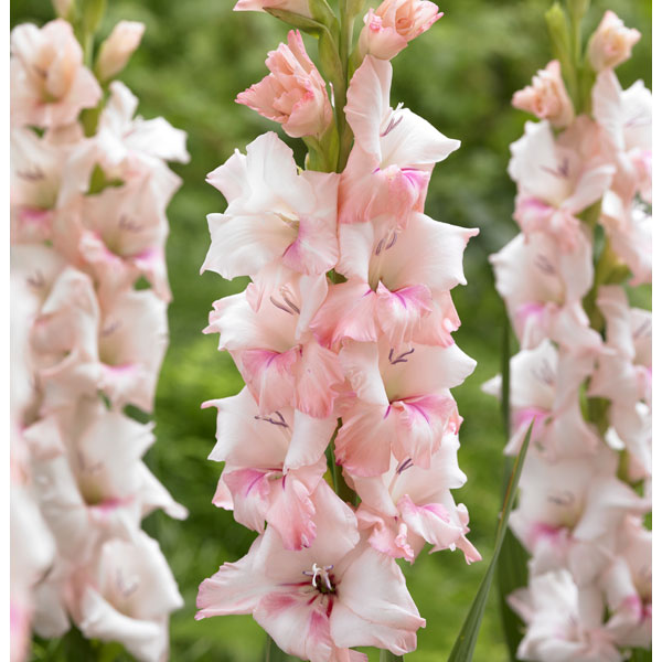 球根/[26年3月中下旬予約]グラジオラス：アドレナリン 5球入り