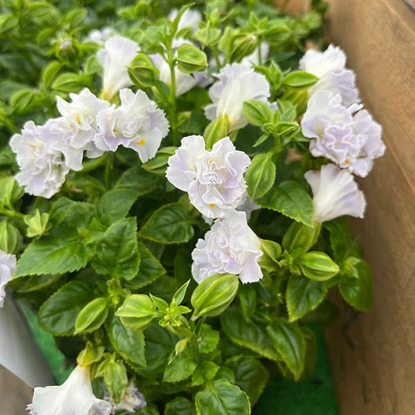 楽天市場】セルリア 花（苗物｜ガーデニング・農業）：花・ガーデン