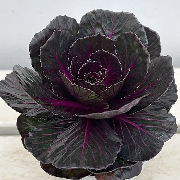 葉牡丹 光子ブラックパールの商品画像