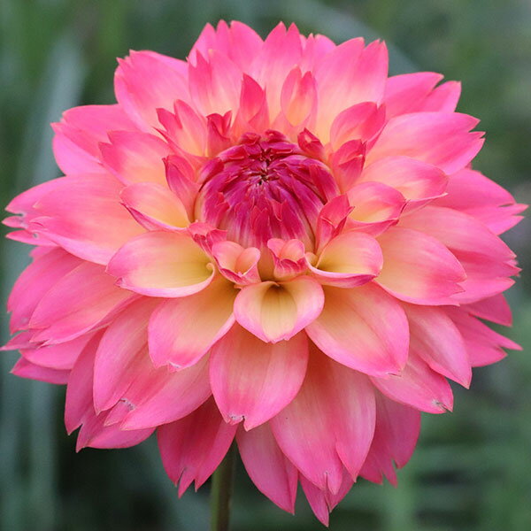 球根/[26年3月中下旬予約]ダリアの球根：（中小輪）恋々1球