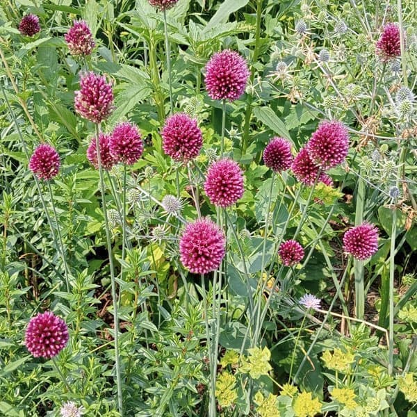 草花の苗/[26年1月中下旬予約]アリウム：スファロセファラム（丹頂）3～4球植え4.5号ポット