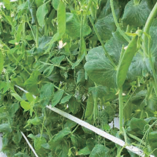 野菜の苗/[26年3月中下旬予約]春植えエンドウ すずなり甘絹さやfast3号ポット苗