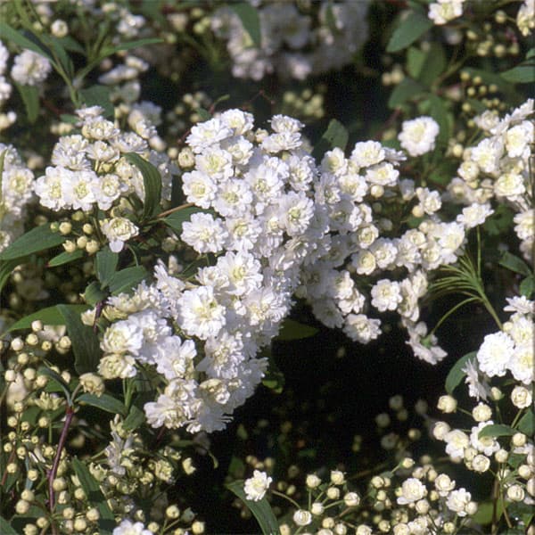 花木庭木の苗/[25年10月中下旬...