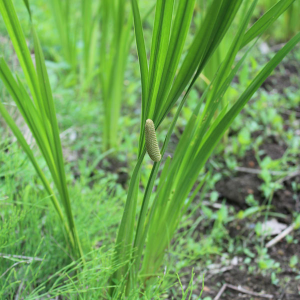 山野草の苗/[26年4月上旬予約]葉菖蒲（ニオイショウブ・ハショウブ）3.5号ポット