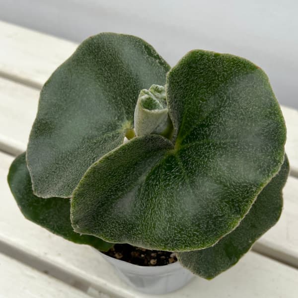 ベゴニア ウェノーサの商品画像