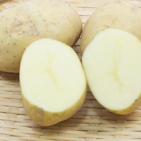 野菜の苗/[26年1月中下旬予約]ジャガイモの種いも：十勝こがね(とかちこがね)500g