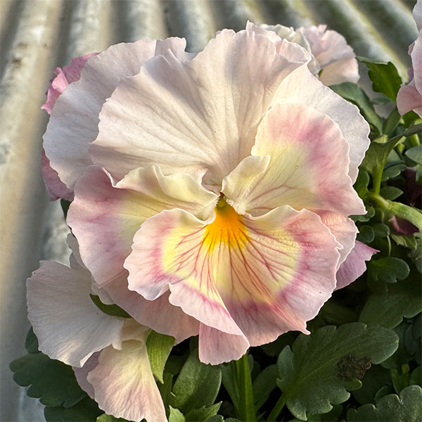 草花の苗/[25年11月中下旬予約]見元園芸さんのパンジー：シャララ3-3.5号ポットのサムネイル