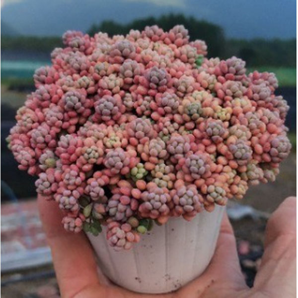 観葉植物/[25年9月中下旬予約]セダム： パープルヘイズ（ストロベリーカラー）2.5号ポットのサムネイル