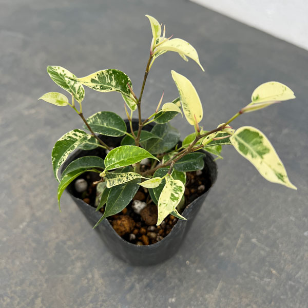 観葉植物/[26年4月下旬予約]フィカス：ベンジャミン ソルト＆ペッパー 3号ポット