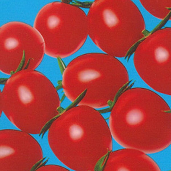 ��ڤ���/[26ǯ4����ͽ��]�ߥ˥ȥޥȡ��ڥڼ�����3��ݥå�