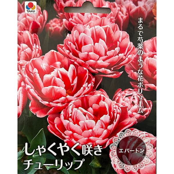 小型 しゃくやく咲き 秋植え球根球根/[26年9月中下旬予約]チューリップ（八重咲き）：エバートン3球入り美しい八重咲き品種の中でも特に華やかな色合いの品種をセレクト！まるで芍薬のような花ボリュームです。「エバートン」は鮮やかな赤い花弁に白い縁取りが入る八重咲きチューリップ。原産地地中海沿岸〜中央アジアタイプユリ科の球根植物植え時10-12月開花時期4-5月頃草丈約40-50cm用途鉢植え、庭植え、切り花栽培方法：日当たりのよい場所で、よく耕した土に化学肥料等をまぜ、球根の高さの3倍ほどの深さに植えます。一定期間低温に当たることで開花しますので、鉢植えでも冬は戸外の寒い場所で管理してください。また、水切れすると花が咲かなくなりますので、冬もたっぷり水をやってください。（沖縄地域では花が咲かないことがありますので、ご注意ください）チューリップは球根の方向をそろえて植えると葉の出る方向が揃い、たくさんの球根を美しく寄せ植えできます。※球根の作柄により、お届けができなくなる場合がありますので、あらかじめご了承ください。※球根の表皮が剥けていたり、細かな傷がある場合がございます。生育には支障ありませんので予めご承知おきください。■9月中旬〜9月下旬頃のお届けの予約販売です。・出荷開始予定：2026年9月中旬〜・注文締切日：2026年9月14日（月）午前7時まで・「9月中下旬予約」カテゴリ以外の商品とはご一緒にご注文いただけません。（商品名の頭に「[26年9月中下旬予約]」が付いている商品となります）・ご注文同士をおまとめすることはできません。送料はそれぞれにかかります。・お届け日のご案内は2026年9月15日（火）以降にメールにてお知らせします。お届け日指定はお受けできませんが、曜日や時間帯のご指定は承ります。（受信できるアドレスにてご注文お願いします。）・品種・作柄によりお届け時期が変更になったり、お届けできなくなる場合がございます。[26年9月中下旬予約]チューリップ（八重咲き）：エバートン3球入りの栽培ガイドチューリップの球根の植えつけ方法秋植え球根のダブルデッカー植え球根の植付け秋植え球根【秋植え球根】植えつけ深さの目安プランターに何個のチューリップ球根を植えますか？