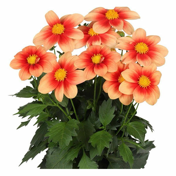 草花の苗/[26年3月中下旬予約]...