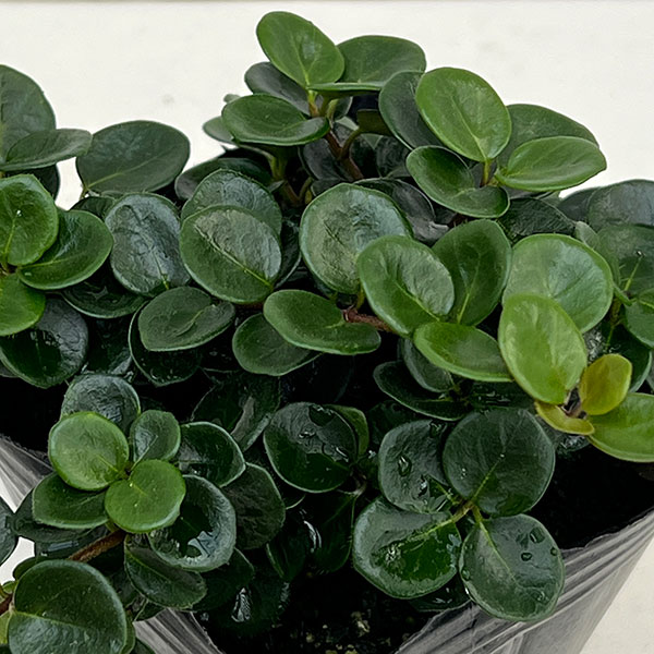 丸葉の常緑低木 グランドカバーや寄せ植えに カラーリーフ草花の苗/[26年9月中下旬予約]ロニセラ：リトルハニー3号ポットリトルハニーは、丸葉のロニセラで暑さ、寒に強い品種です。つる性なので寄せ植えはもちろん、グランドカバーにもおすすめです。気温が低くなると紅葉して銅葉になる様子もまた美しいです。初夏には小さな葉かわいらしい花も咲かせます。学名Lonicera crassifolia 'Little Honey'タイプスイカズラ科の耐寒性常緑つる性低木樹高10-100cm用途寄せ植え、グランドカバー、花壇日照日向または半日陰向き栽培方法日当たり、半日陰とも植えられます。乾燥には多少弱いので、水切れさせないように気をつけてください。生育期には適宜追肥してください。暖かい地域では冬も地上部は枯れませんが、寒冷地では冬は霜よけしてください。※写真はイメージです。■9月中旬〜9月下旬頃のお届けの予約販売です。・出荷開始予定：2026年9月中旬〜・注文締切日：2026年9月14日（月）午前7時まで・「9月中下旬予約」カテゴリ以外の商品とはご一緒にご注文いただけません。（商品名の頭に「[26年9月中下旬予約]」が付いている商品となります）・ご注文同士をおまとめすることはできません。送料はそれぞれにかかります。・お届け日のご案内は2026年9月15日（火）以降にメールにてお知らせします。お届け日指定はお受けできませんが、曜日や時間帯のご指定は承ります。（受信できるアドレスにてご注文お願いします。）・品種・作柄によりお届け時期が変更になったり、お届けできなくなる場合がございます。