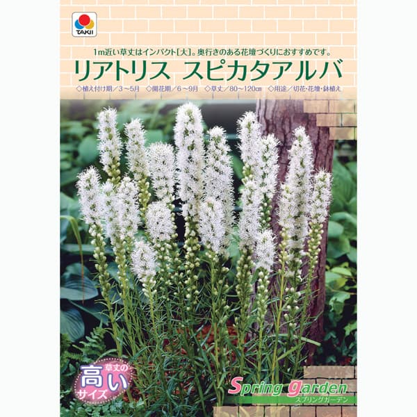 球根/[26年3月中下旬予約]リアトリス：スピカタアルバ（白）10球入り