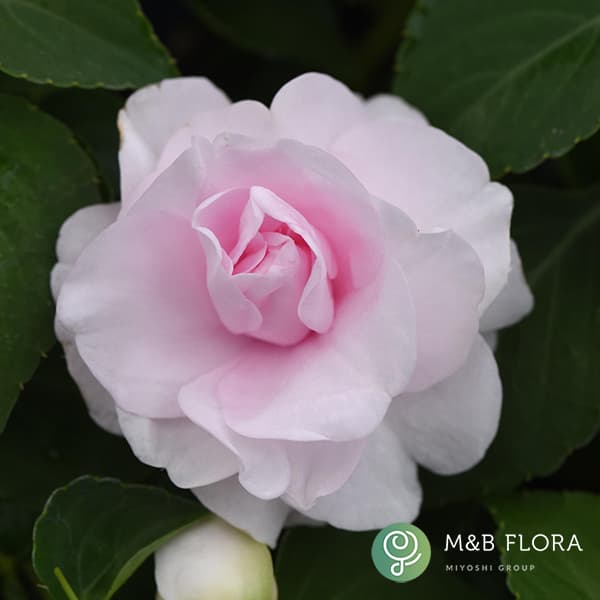 草花の苗/[26年4月上旬予約]フィエスタ+Plus：アップルブロッサム3号ポット