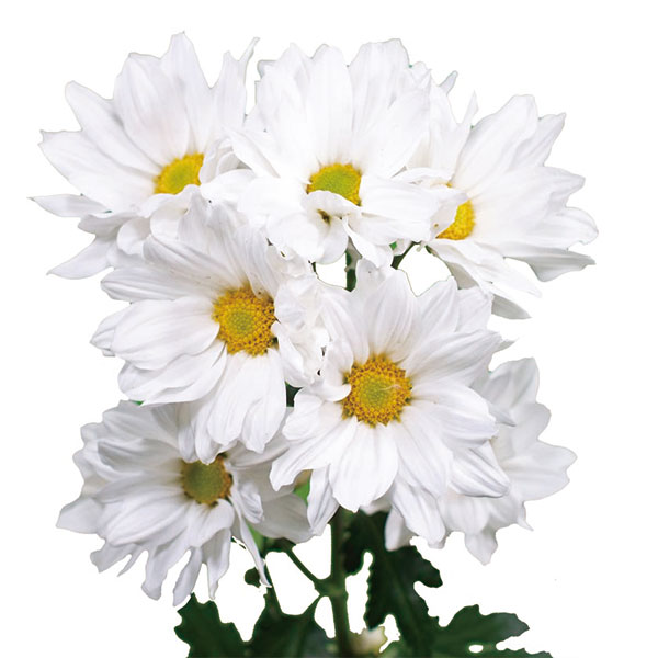 草花の苗/[26年3月中下旬予約]切花菊苗：二度咲きスプレー菊 レガロ（白色系）2.5号ポット