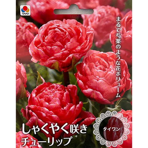 Rakuten - 球根/[26年9月中下旬予約]チューリップ（八重咲き）：タイワン 3球入り