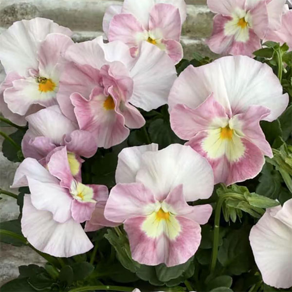 草花の苗/[25年11月中下旬予約]見元園芸さんのパンジー：夢おとめ3-3.5号ポットのサムネイル