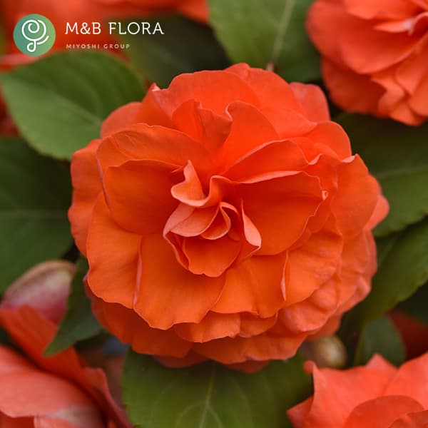 草花の苗/[26年4月上旬予約]フィエスタ+Plus：サーモン3号ポット